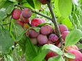 2009-0815-1645_Plums_21,6C